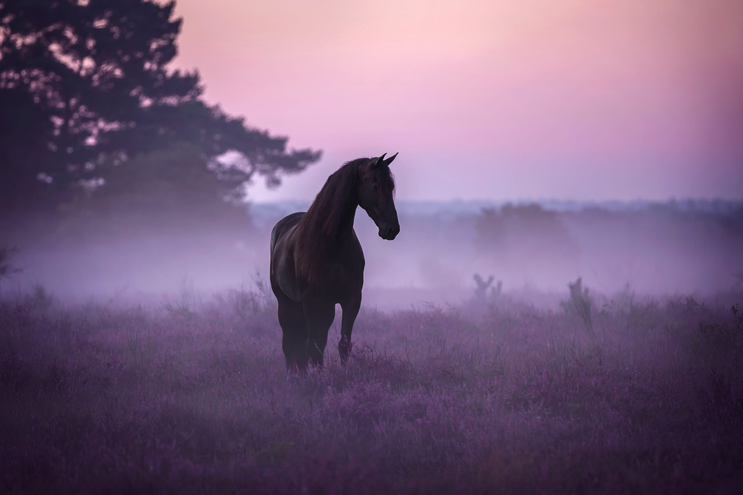 0E3A6448-2 kopiëren Wish Paardencoaching